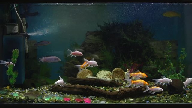 Beautiful fishes of different sizes swim in transparent aquarium water. Colorful aquarium tank filled with stones, wooden branches, seaweed and air pump that provides oxygen bubbles for fishes.
