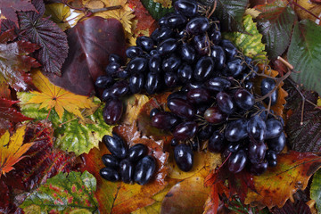 Black grape on autumn leaves