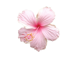 pink hibiscus petals