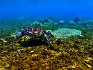 Turtle under water