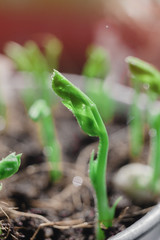 Micro Pea Shoots. Raw sprouts, microgreens, healthy eating concept. superfood grown at home
