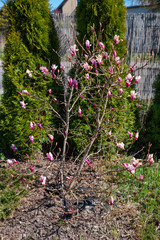 Blooming pink magnolia in the garden
