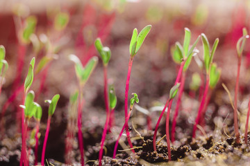 Heap of beet microgreens. Healthy eating concept of fresh garden produce organically grown as a...