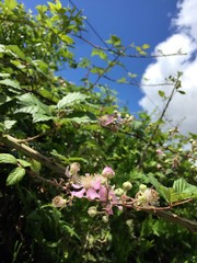 cherry blossom in spring