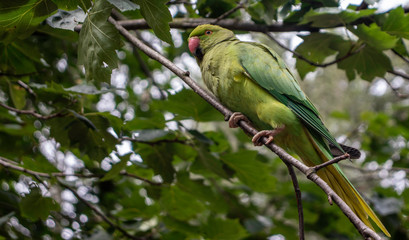 blue and green parrot