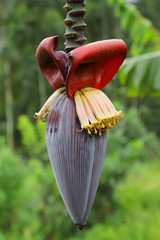 Banana is the common name for herbaceous plants of the genus Musa and for the fruit they produce. Bananas come in a variety of sizes and colors when ripe, including yellow, purple, and red. 