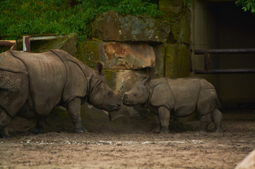 Obraz premium 15.03.2019. Germany, Berlin. Zoologischer Garten. Adult and small hippopotamus walk through the teritorry and eat.
