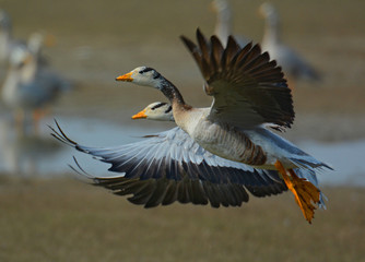 Bar Headed Geese