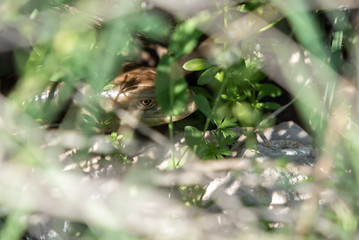 snake's head in the grass