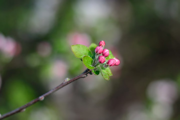 flowering apple branch against a blurred background