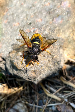 Close-up of an insect with wings.