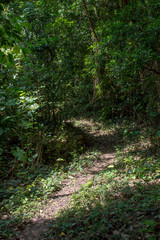 木漏れ日が落ちるジャングルの一本道