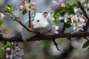 sitting hamster on a flowering branch of an apple tree
