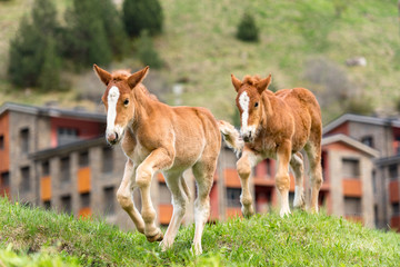 Naklejka na ściany i meble Foals on a summer pasture.