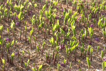 Green young sprouts. Fresh sprouts.
