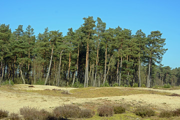 Kiefern Holmer Sandberge