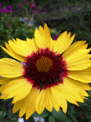 Yellow flower with red stamens and raindrops.