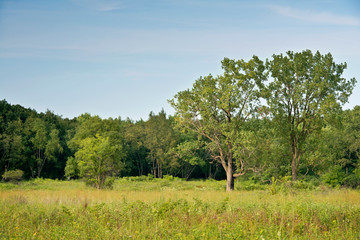 Sunset light on a Midwest restored prairie landscape in summer.