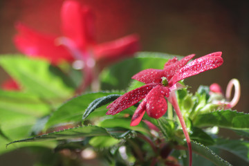 red and yellow flower
