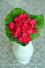 Bouquet of pelargonium flowers in a vase on the table.