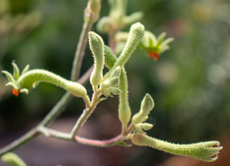 close up of a plant