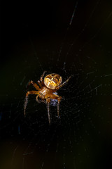 European garden spider (cross spider, Araneus diadematus) on a web on a dark background