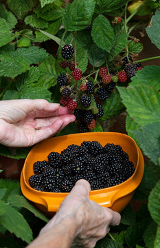 Hampshire, England, UK. 2019. Harvesting Fresh Blackberries And Placing Into A Plastic Bowl.