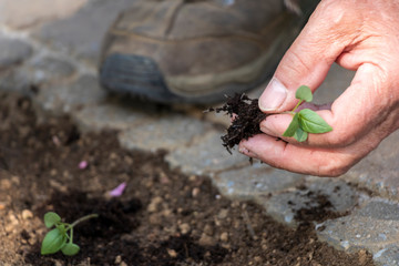 hands of a man growing green plant of vegetable in spring season on the soil.