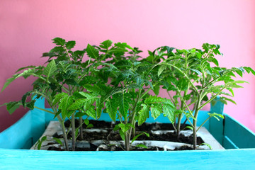 Young green stems and leaves of tomato seedlings are planted in pots in the soil, in a blue wooden box, on a pink background