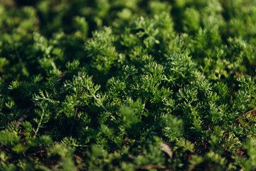 green moss on damp black earth