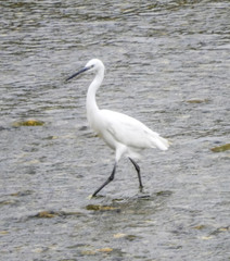Aigrette dans la rivière