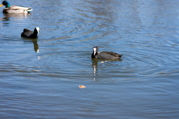 Close up of a coot swimming in the water
