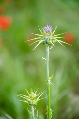 Flowers in the spring