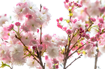 pink cherry blossom