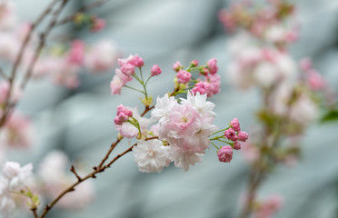 cherry blossom in spring