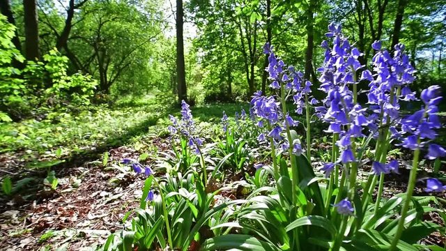 Dolly shot simulating insect flying over bluebells (Endymion nonscriptus) in flower in beech forest (Fagus sylvatica) in spring