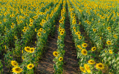 field of sunflowers in summer