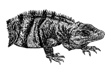 Naturalistic drawing of a lizard in black and white