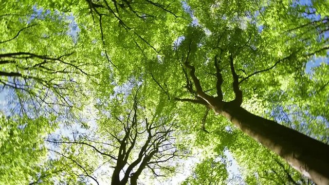 Rotating worm's eye view on foliage in beech forest (Fagus sylvatica) in spring