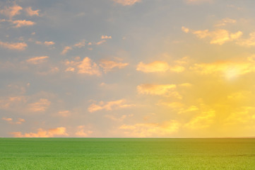 close up of beautiful landscape with green grass and beautiful orange sky and clouds. 