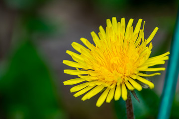 Close up of a dandelion flower in full bloom isolated to the right of the image.  With a tight depth of field so some of the background petals are naturally starting to go out of focus.