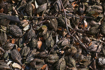Forest floor with beech nut cupules, nature background texture with copy space, high angle view from above