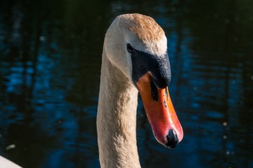 Łabędź dziób ptak © robertpstryka