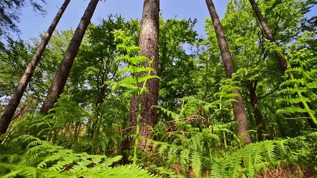 Truck shot along common bracken / eagle ferns (Pteridium aquilinum) in pine forest in spring