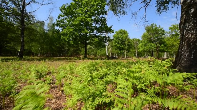 Dolly shot simulating insect flying over common bracken / eagle ferns (Pteridium aquilinum) in open woodland