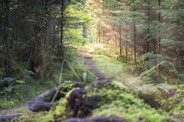 Forest path in a European mixed forest flooded with sunlight