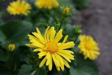 Yellow daisy flowers in the garden.