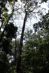 tropical forest trees
