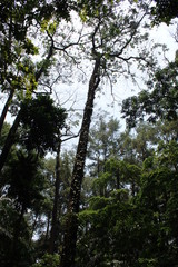 tropical forest trees