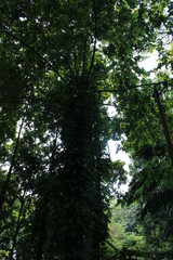 tropical forest trees